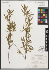 Foto von Salix nigra Marshall